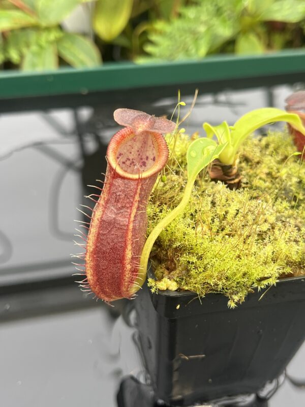 Close Up of Nepenthes spathulata x gymnamphora | Borneo Exotics | BE-3422 | 20676
