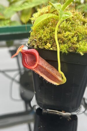 Close Up of Nepenthes spathulata x jacquelineae | Borneo Exotics | BE-3883 | 20657