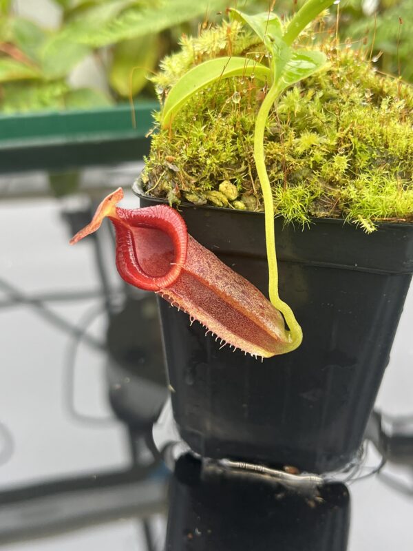 Close Up of Nepenthes spathulata x jacquelineae | Borneo Exotics | BE-3883 | 20657