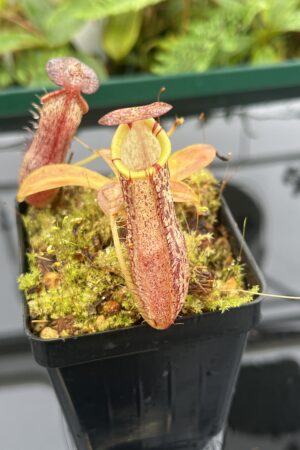 Close Up of Nepenthes spathulata x spectabilis | Borneo Exotics | BE-4528 | 20660