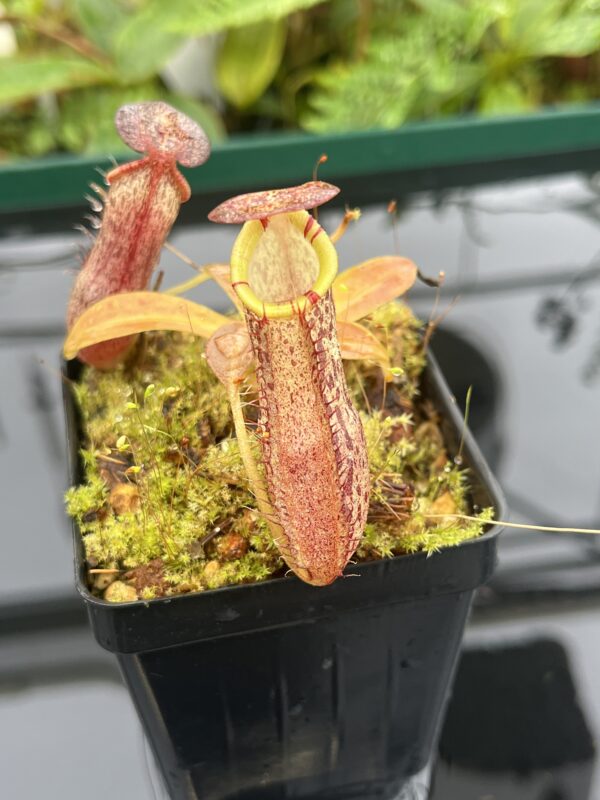 Close Up of Nepenthes spathulata x spectabilis | Borneo Exotics | BE-4528 | 20660