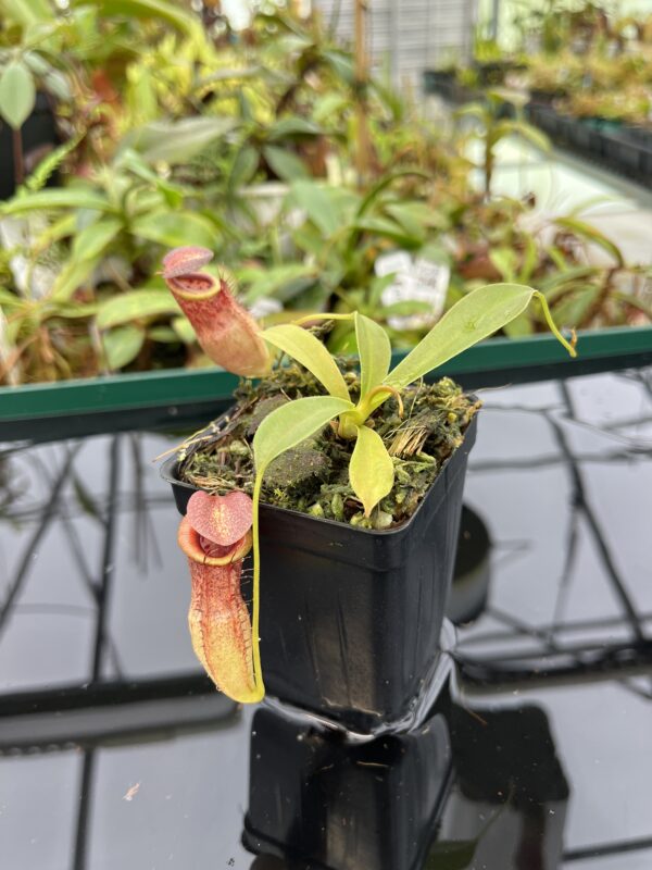Close Up of Nepenthes spathulata x tenuis | Borneo Exotics | BE-3981 | 20358