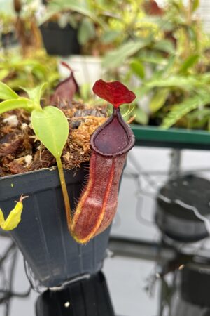 Close Up of Nepenthes spathulata x tobaica | Borneo Exotics | BE-3794 | 20636
