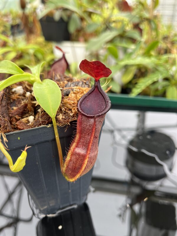 Close Up of Nepenthes spathulata x tobaica | Borneo Exotics | BE-3794 | 20636