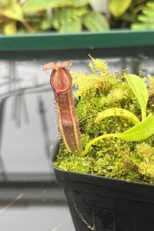 Close Up of Nepenthes spec. Sumatra {N. naga-bongso-carunculata complex, Sumatra, Indonesia} | Best Carnivorous Plants | BCP-2119 | 20690