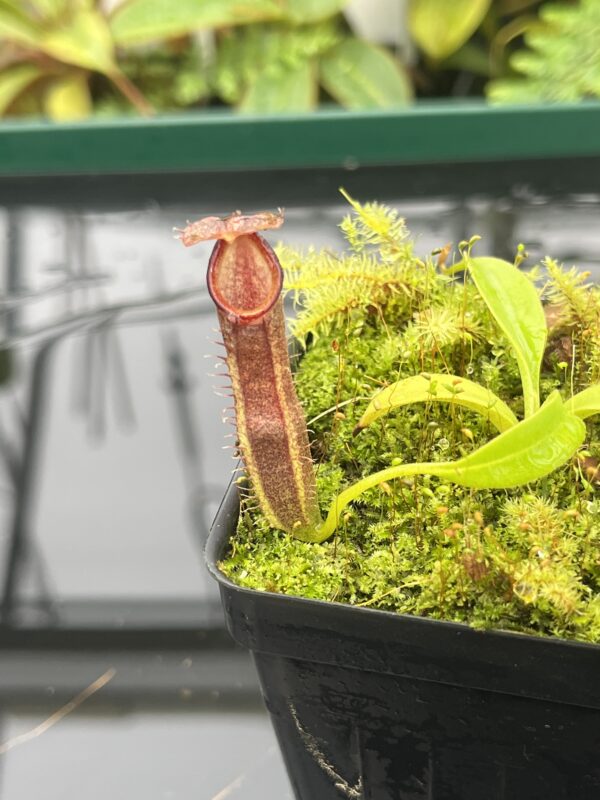 Close Up of Nepenthes spec. Sumatra {N. naga-bongso-carunculata complex, Sumatra, Indonesia} | Best Carnivorous Plants | BCP-2119 | 20690