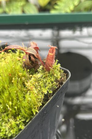 Close Up of Nepenthes spec. {black hybrid with tentaculata-murudensis?, Church Camp, Gunung Murud, Borneo, Malaysia} | Best Carnivorous Plants | BCP-02 | 20689