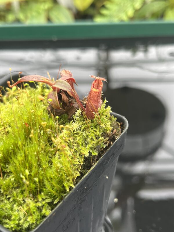 Close Up of Nepenthes spec. {black hybrid with tentaculata-murudensis?, Church Camp, Gunung Murud, Borneo, Malaysia} | Best Carnivorous Plants | BCP-02 | 20689