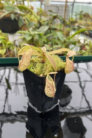 Close Up of Nepenthes spectabilis | Borneo Exotics | BE-3177 | 20510