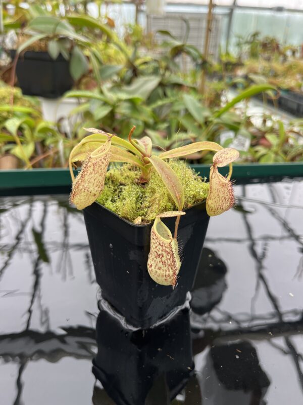 Close Up of Nepenthes spectabilis | Borneo Exotics | BE-3177 | 20510