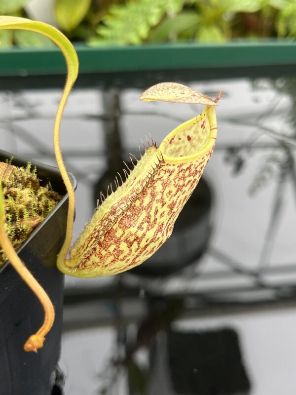 Close Up of Nepenthes spectabilis | Borneo Exotics | BE-3177 | 20682
