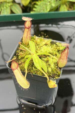 Close Up of Nepenthes spectabilis x hamata | Borneo Exotics | BE-3871 | 20658