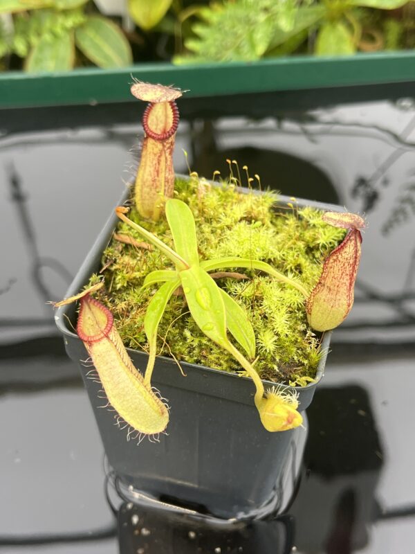 Close Up of Nepenthes spectabilis x hamata | Borneo Exotics | BE-3871 | 20658
