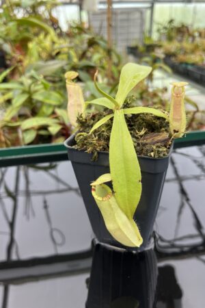 Close Up of Nepenthes spectabilis x mirabilis var. globosa | Borneo Exotics | BE-4523 | 20352