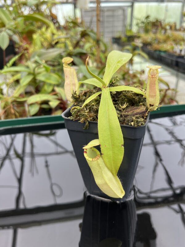 Close Up of Nepenthes spectabilis x mirabilis var. globosa | Borneo Exotics | BE-4523 | 20352