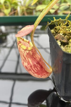 Close Up of Nepenthes spectabilis x mirabilis var. globosa | Borneo Exotics | BE-4523 | 20491