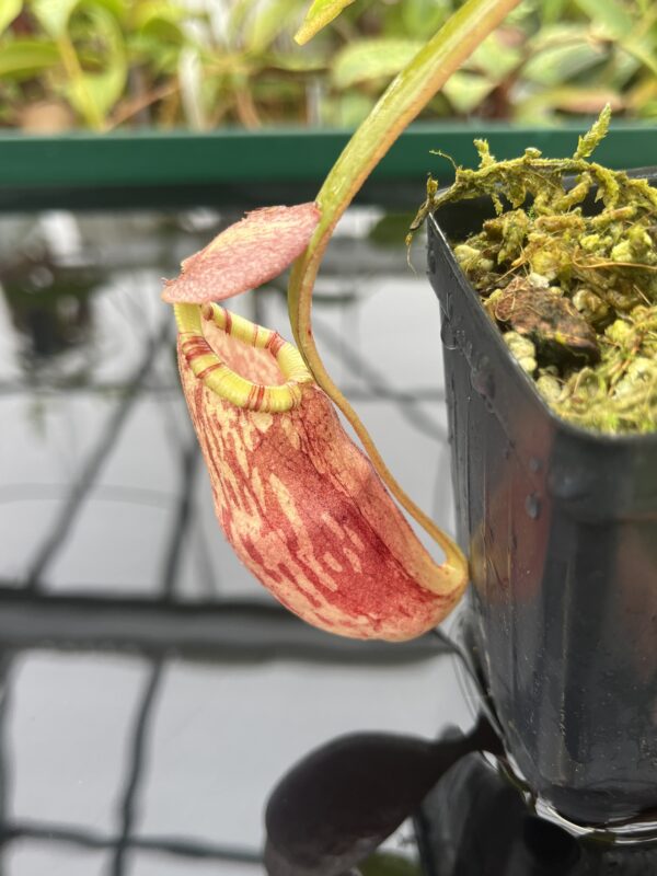 Close Up of Nepenthes spectabilis x mirabilis var. globosa | Borneo Exotics | BE-4523 | 20491