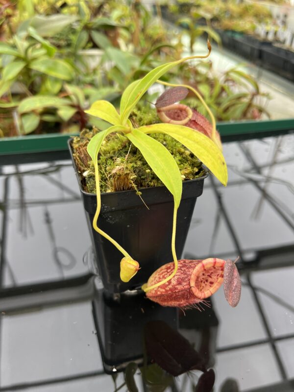 Close Up of Nepenthes spectabilis x tenuis | Borneo Exotics | BE-3884 | 20362