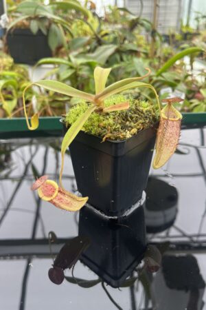 Close Up of Nepenthes spectabilis x tenuis | Borneo Exotics | BE-3884 | 20496