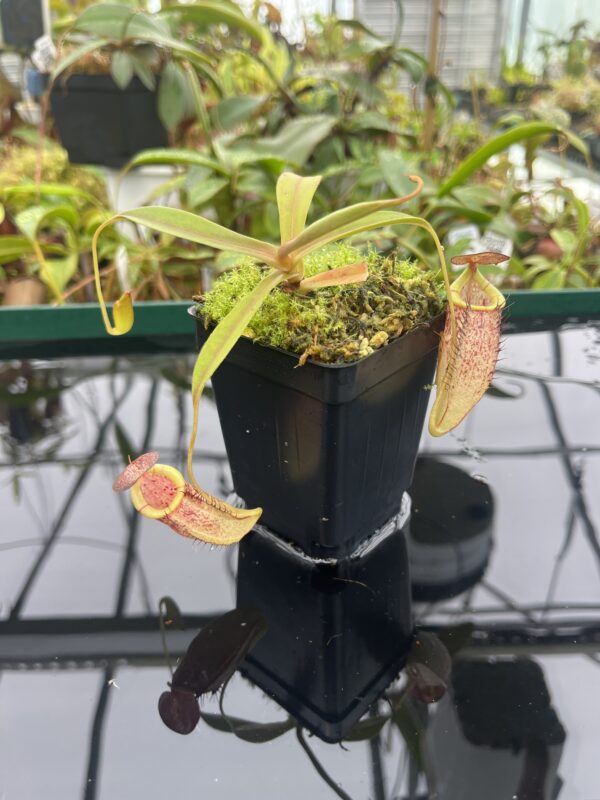 Close Up of Nepenthes spectabilis x tenuis | Borneo Exotics | BE-3884 | 20496