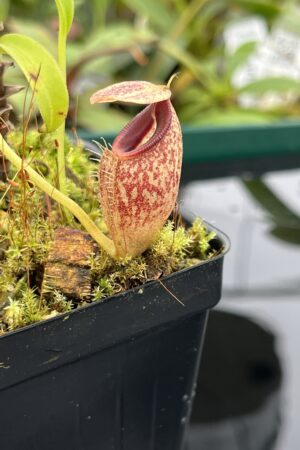 Close Up of Nepenthes talangensis | Borneo Exotics | BE-4075 | 20522