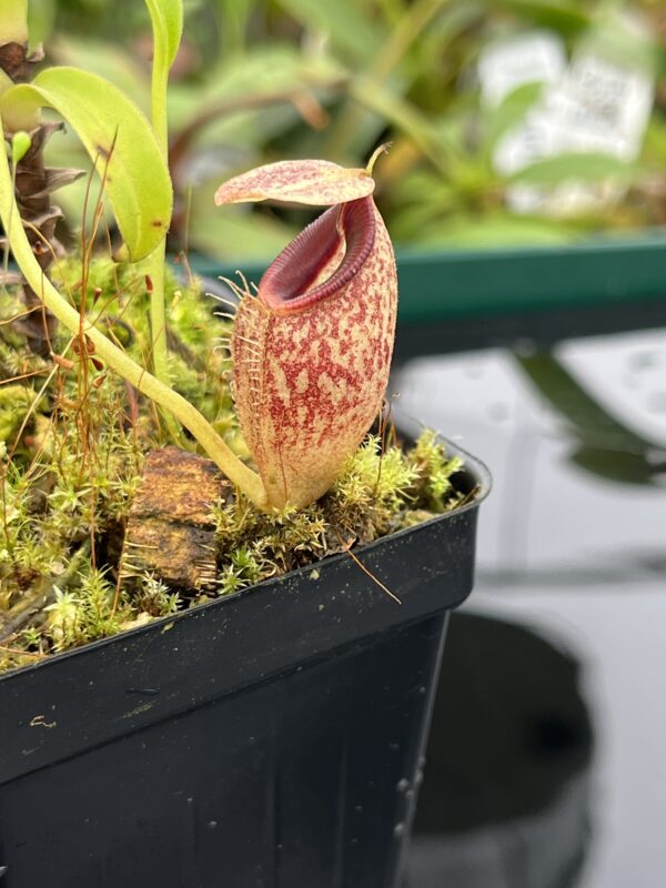 Close Up of Nepenthes talangensis | Borneo Exotics | BE-4075 | 20522