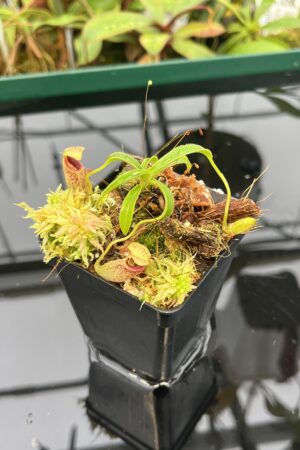 Close Up of Nepenthes talangensis {Gunung Talang, Sumatra} | Best Carnivorous Plants | BCP-2196 | 20548