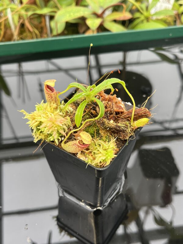 Close Up of Nepenthes talangensis {Gunung Talang, Sumatra} | Best Carnivorous Plants | BCP-2196 | 20548