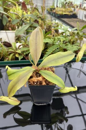 Close Up of Nepenthes tomoriana {seedgrown individuals, Lampia, Sulawesi} | Best Carnivorous Plants | BCP-2149 | 20615
