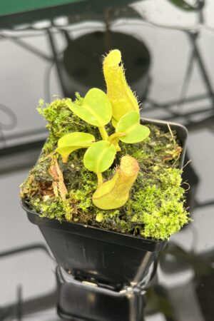 Close Up of Nepenthes truncata | Borneo Exotics | BE-3203 | 20569