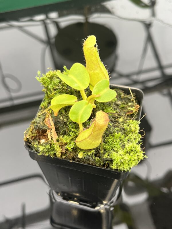 Close Up of Nepenthes truncata | Borneo Exotics | BE-3203 | 20569