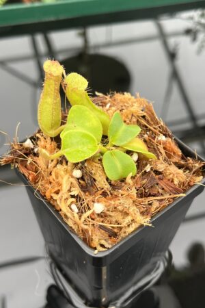 Close Up of Nepenthes truncata | Borneo Exotics | BE-3203 | 20616