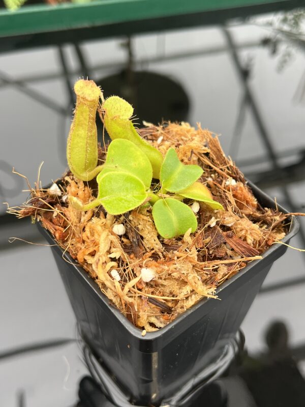 Close Up of Nepenthes truncata | Borneo Exotics | BE-3203 | 20616