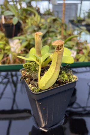 Close Up of Nepenthes truncata | Borneo Exotics | BE-4001 | 20426
