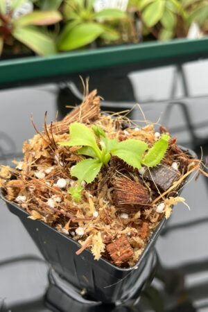 Close Up of Nepenthes truncata (c) #55 x truncata (a) | Florae | Seed Grown | Florae Collaborative | FC-453.00 | 20383
