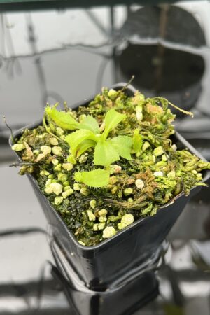 Close Up of Nepenthes truncata (c) #55 x truncata (a) | Florae | Seed Grown | Florae Collaborative | FC-453.00 | 20592