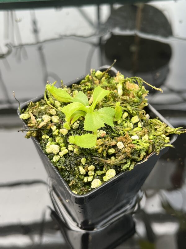 Close Up of Nepenthes truncata (c) #55 x truncata (a) | Florae | Seed Grown | Florae Collaborative | FC-453.00 | 20592