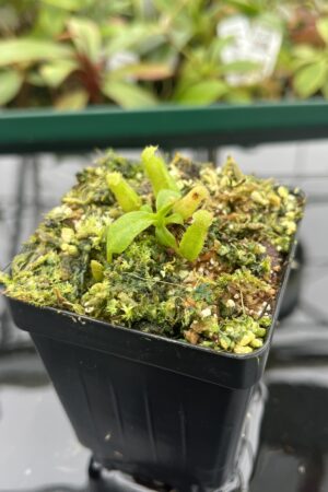 Close Up of Nepenthes (truncata x ephippiata) x villosa | JH | Florae | Florae Collaborative | FC-352.11 | 20392
