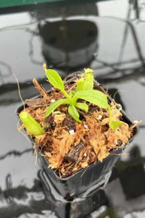 Close Up of Nepenthes (truncata x ephippiata) x villosa | JH | Florae | Florae Collaborative | FC-352.11 | 20653
