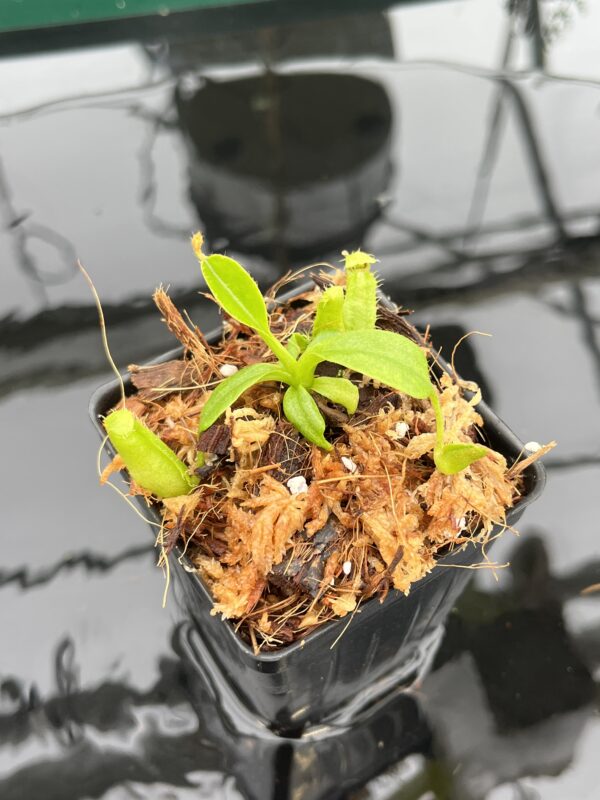 Close Up of Nepenthes (truncata x ephippiata) x villosa | JH | Florae | Florae Collaborative | FC-352.11 | 20653