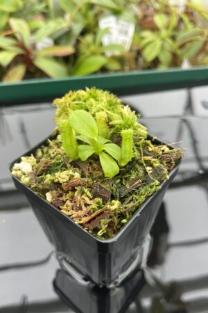 Close Up of Nepenthes truncata x villosa | JH | Clone 6 | Florae Collaborative | FC-355.06 | 20389