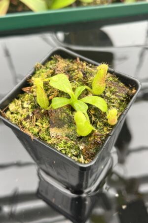 Close Up of Nepenthes truncata x villosa | JH | Clone 6 | Florae Collaborative | FC-355.06 | 20391