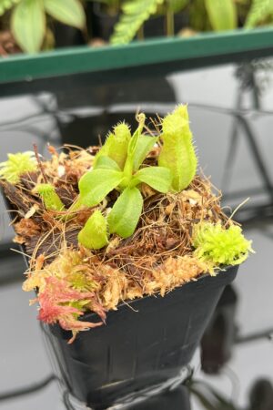 Close Up of Nepenthes truncata x villosa | JH | Florae | Clone 15 | Florae Collaborative | FC-355.15 | 20651