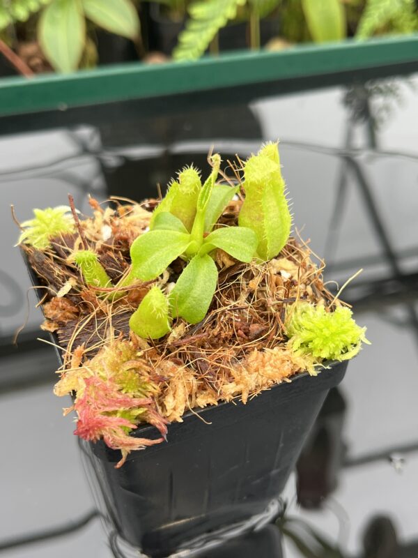 Close Up of Nepenthes truncata x villosa | JH | Florae | Clone 15 | Florae Collaborative | FC-355.15 | 20651