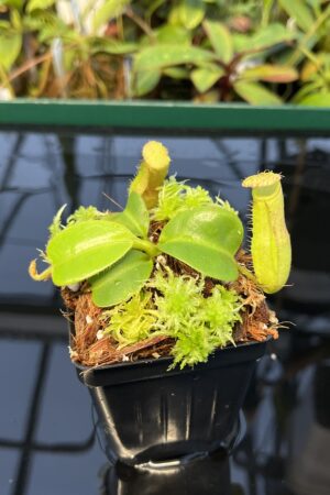 Close Up of Nepenthes truncata x villosa | Jeremiah Harris | SG | Florae Collaborative | FC-355.00 | 20431