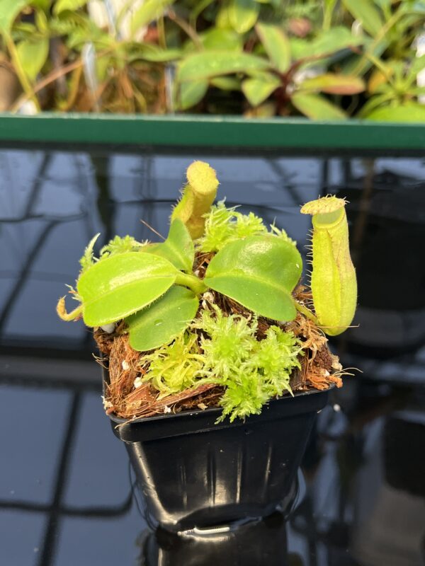 Close Up of Nepenthes truncata x villosa | Jeremiah Harris | SG | Florae Collaborative | FC-355.00 | 20431