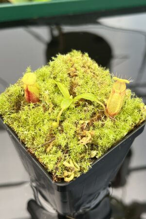 Close Up of Nepenthes undulatifolia | Florae Collaborative | FC-203.IC | 20416