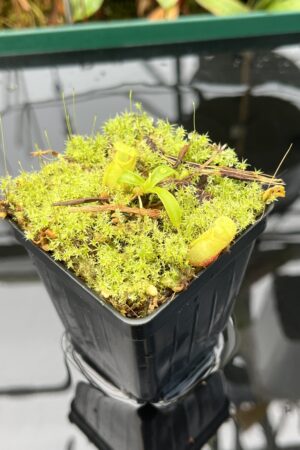 Close Up of Nepenthes undulatifolia | Florae Collaborative | FC-203.IC | 20583