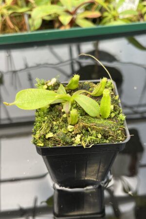 Close Up of Nepenthes veitchii long, striped x (truncata x spectabilis) | JH | Florae | Florae Collaborative | FC-399.02 | 20591