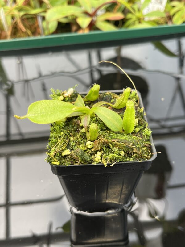 Close Up of Nepenthes veitchii long, striped x (truncata x spectabilis) | JH | Florae | Florae Collaborative | FC-399.02 | 20591